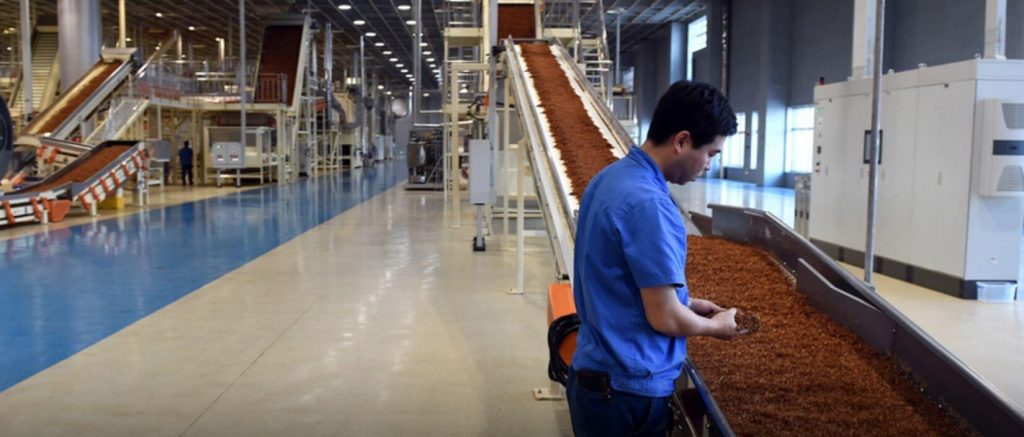 A conveyor belt transporting cut rag tobacco in a factory